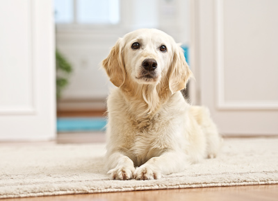 Institut für Hundegestützte Psychotherapie, Ausbildung für Psychotherapeuten