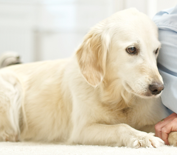 IHPt - Institut für Hundegestützte Psychotherapie, Leitung Gerd Ganser